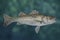 Seabass fish. Fresh alive sea bass  on blurred water background