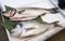 Seabass and gilthead bream