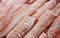 Seabass, hamour, grouper fish, sea bass fillet many pieces sliced piled bulk in fish market