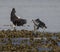 Seabeck Bald Eagles