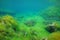 Seabed covered by filamentous algae Mediterranean