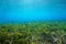 Seabed Neptune grass Posidonia oceanica underwater