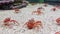 Seabed Stroll: Crayfish\'s Underwater Odyssey