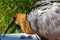 Seabird closeup in a forest in a zoo