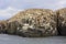 Seabird colony on offshore rocks