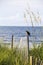 Seabird on Fence