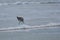 A seabird finds something to eat as the ocean waves come onshore