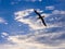 Seabird flying in a cloudy scenery