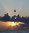 Seabird flying at sunset