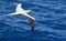 Seabird Masked, Blue-faced Booby Sula dactylatra flying over the ocean.