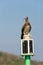 Seabird perched on buoy