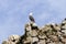 Seabird preening on a coastal rock