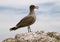 Seabird on rock