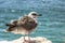 Seabird sitting on a rock, Algarve, Portugal