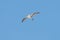 Seabird soaring in a blue sky