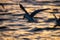 Seabird @ sunset in Walvis Bay