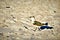 A seabird walks along the beach sand on a bright sunny day