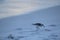 A seabird walks along the coast of the ocean