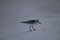 A seabird walks along the coast of the ocean