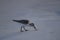 A seabird walks along the coast of the ocean