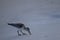 A seabird walks along the coast of the ocean