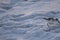 A seabird walks along the coast of the ocean