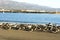 Seabirds along the beach in Santa Barbara