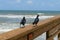 Seabirds on the beach on ocean background