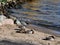 Seabirds on the beach in the springtime