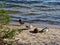 Seabirds on the beach in the summer