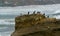 Seabirds on a coastal cliff during a storm, Pacific Ocean, Malibu area, California