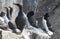 Seabirds at Latrabjarg seabird cliff