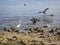 Seabirds on and over a Florida Rocky Beach