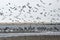 Seabirds on a Pacific Ocean tidal flat