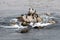 Seabirds resting on rocks in the ocean.