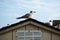 Seabirds Resting on a Rooftop