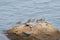 Seabirds on a rock in Japan