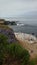 Seabirds on the rock Seal Beach view of San Diego California