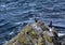 Seabirds on the rocky shoreline