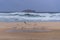 Seabirds taking flight from a beach during a storm