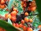 Seabuckthorn berries