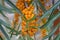 The seabuckthorn berries