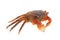 Seafood animal red crab isolated
