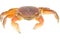 Seafood animal red crab isolated