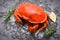 Seafood shellfish Steamed red crab or Boiled stone crab - Fresh crab with ingredients lemon rosemary on  ice