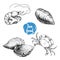 Seafood sketches set. Fresh shrimp, mussel, oysters, crab. Sea market products collection. Vector illustration