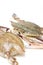 Seafood-Swimming crab