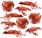 Seafood Vector set collecion crabs, cancer and squids