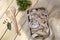 Seafood on a wooden background