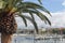 Seafront with palm trees and moored boats in Bari, Italy. Italian southern nature landscape. Meditarrenean port with palm trees.